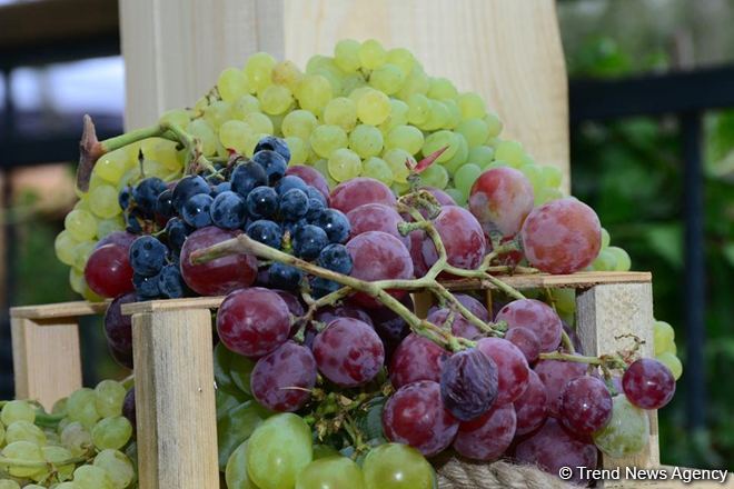Uzbekistan reveals volume of grape output for 2022